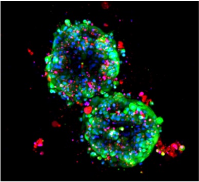 Image of Organoids