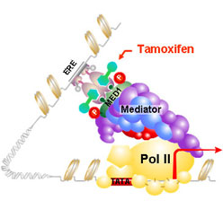 tam-model