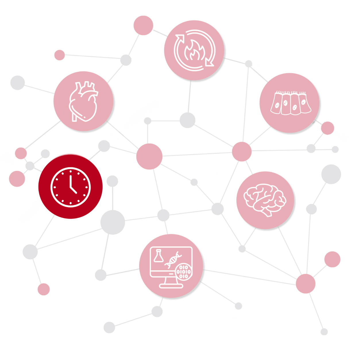 Image of clock for chronobiology logo