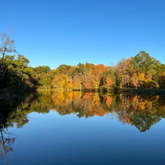 trees surrounding a lake with reflection of trees in water at cincinnati nature center