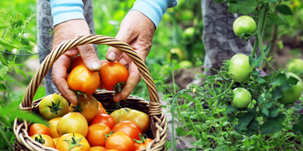 hands holding freshly picked tomatoes placing them in a basket