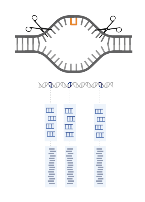 schematic of gene editing