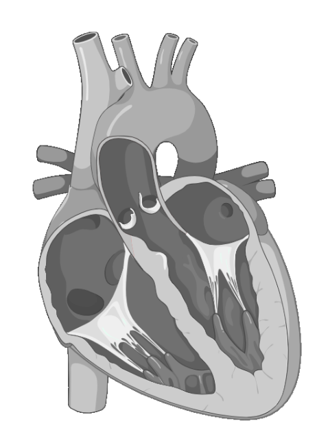 drawing of heart interior showing chambers and valves